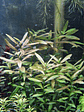 Hygrophila polysperma Rosanervig - Miniatura 2