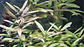 Hygrophila polysperma Rosanervig - Miniatura 2