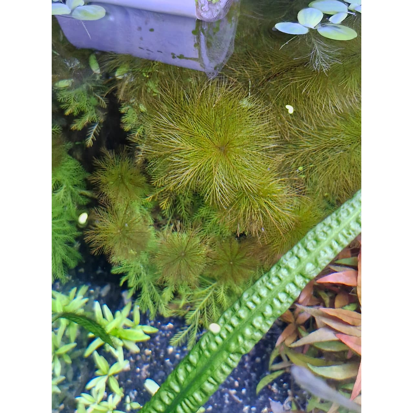 Myriophyllum roraima 1
