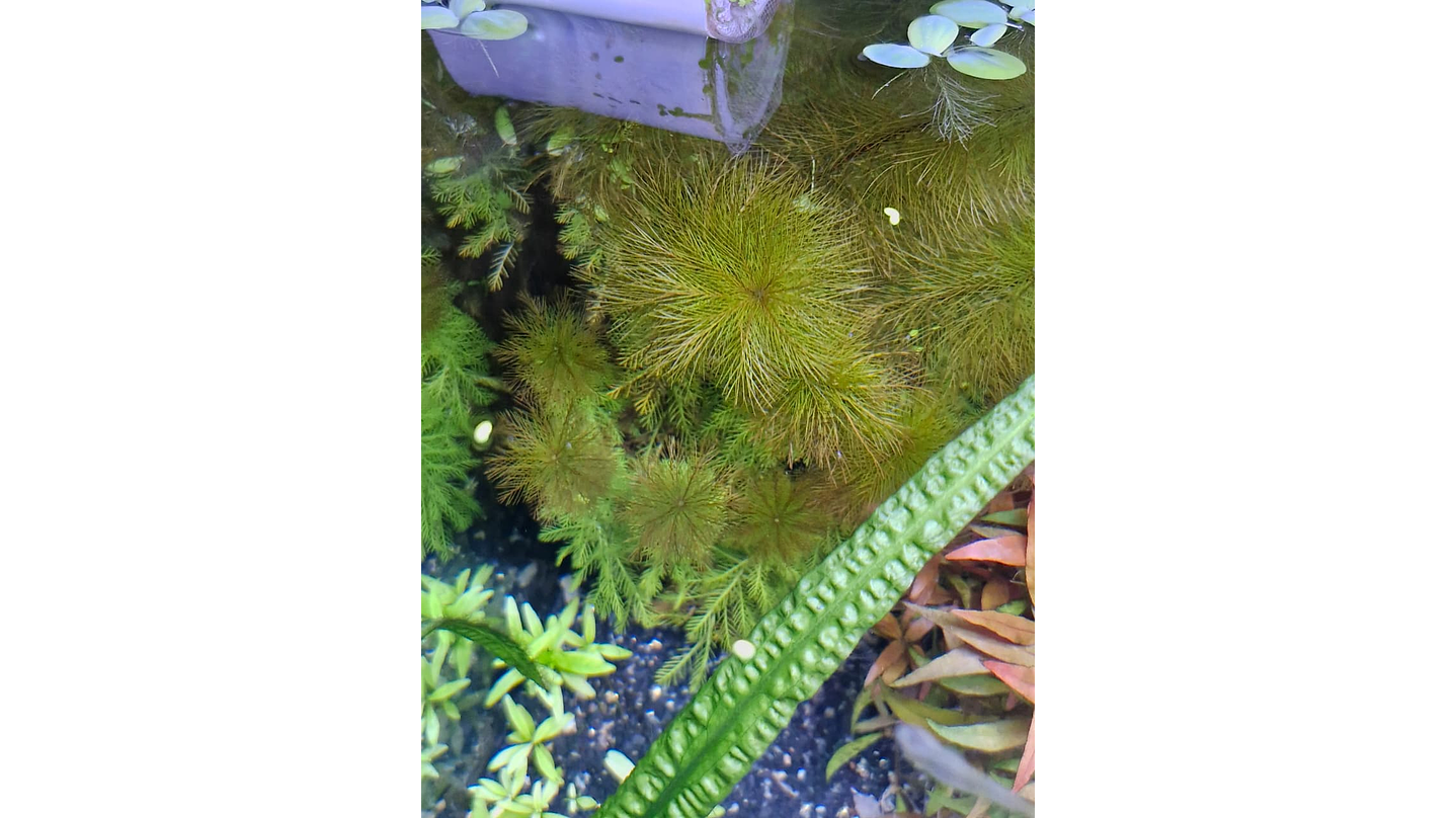Myriophyllum roraima 1