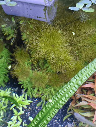 Myriophyllum roraima
