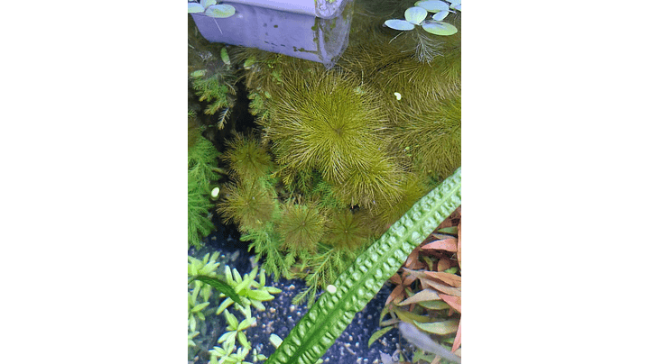 Myriophyllum roraima 1