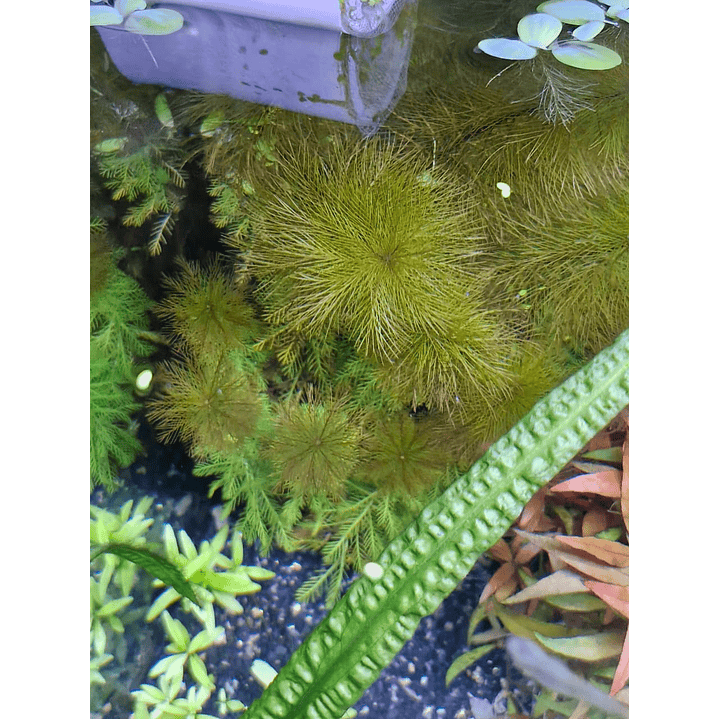 Myriophyllum roraima 1