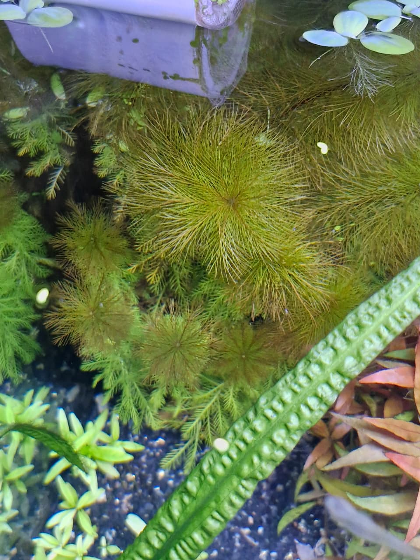 Myriophyllum roraima 1