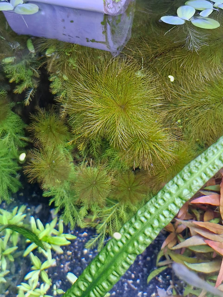 Myriophyllum roraima 1