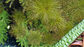 Myriophyllum roraima - Miniatura 1