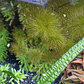 Myriophyllum roraima - Miniatura 1
