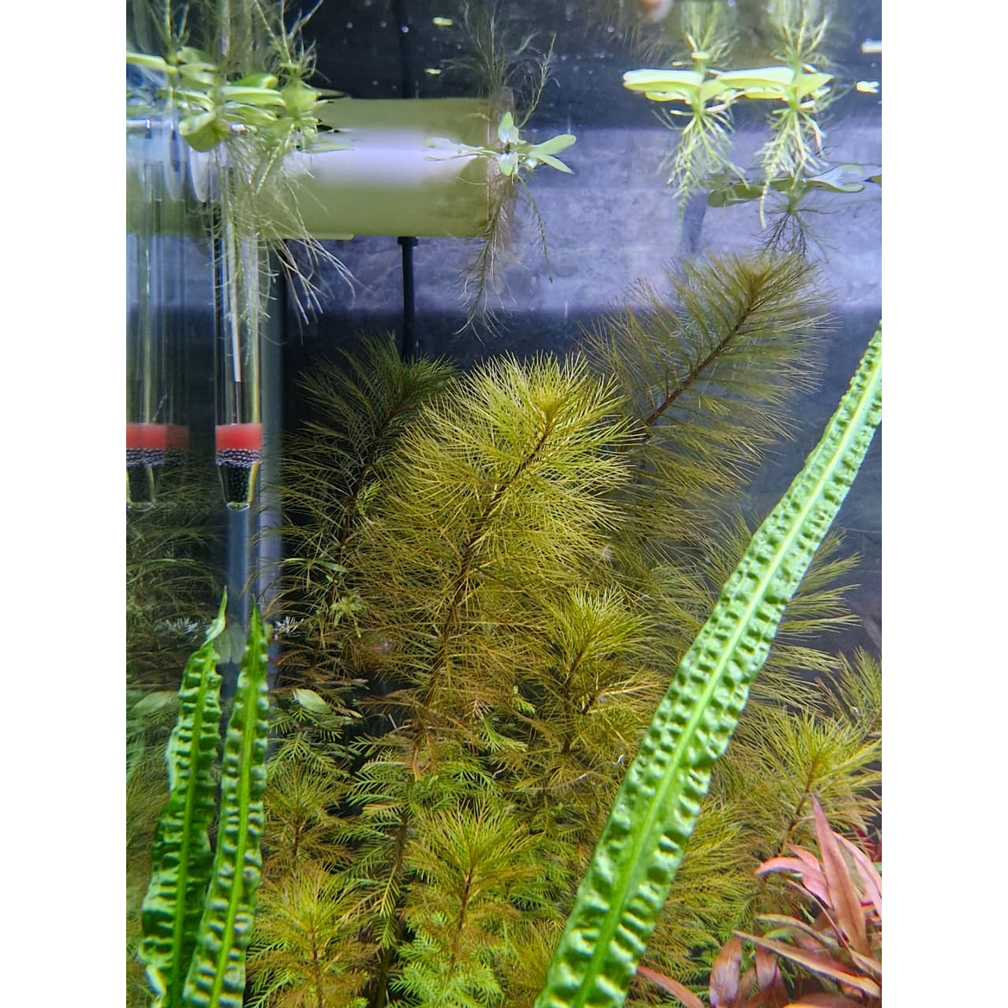 Myriophyllum roraima 2