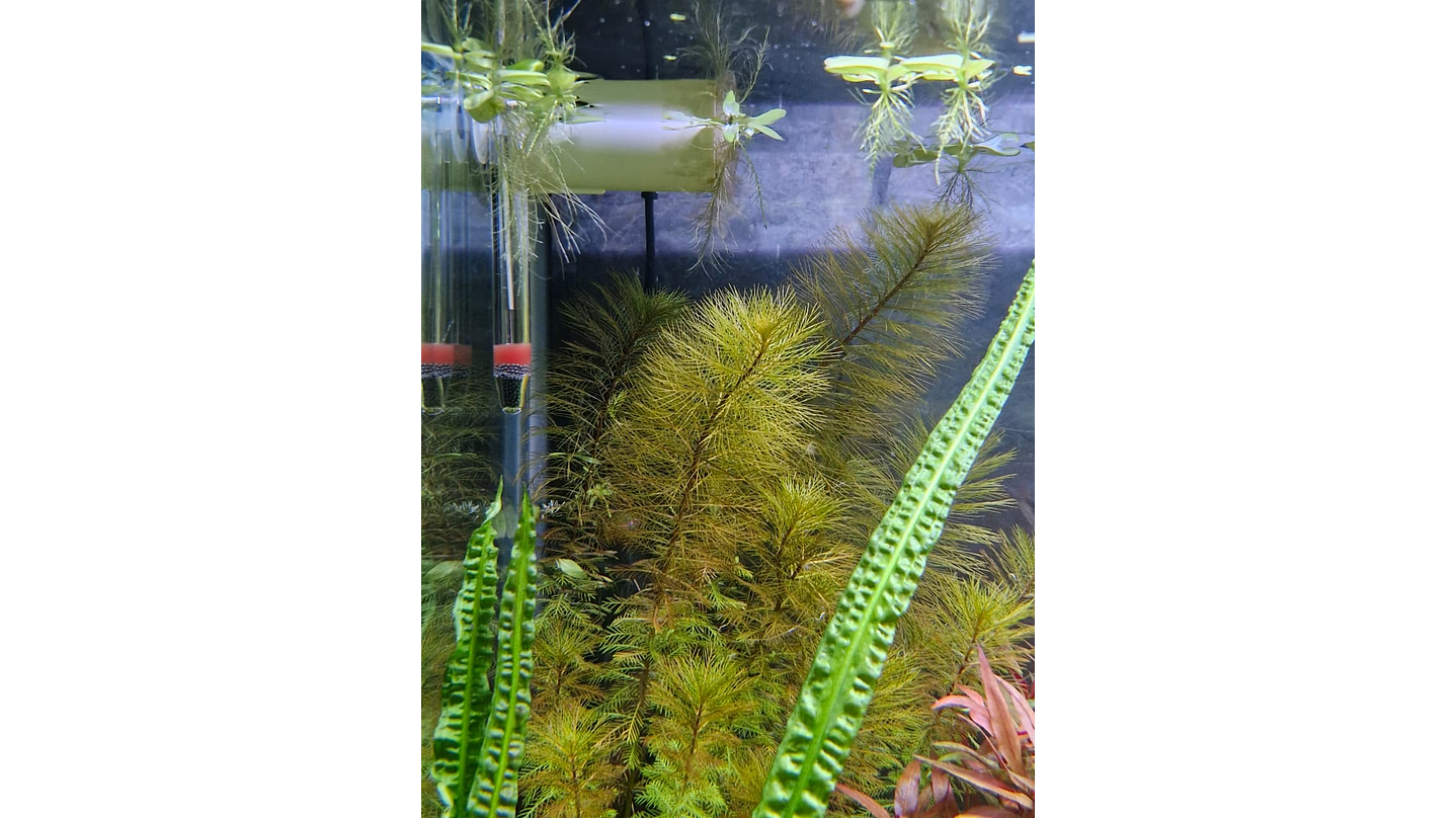 Myriophyllum roraima 2