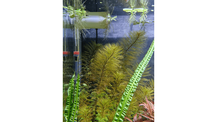 Myriophyllum roraima 2