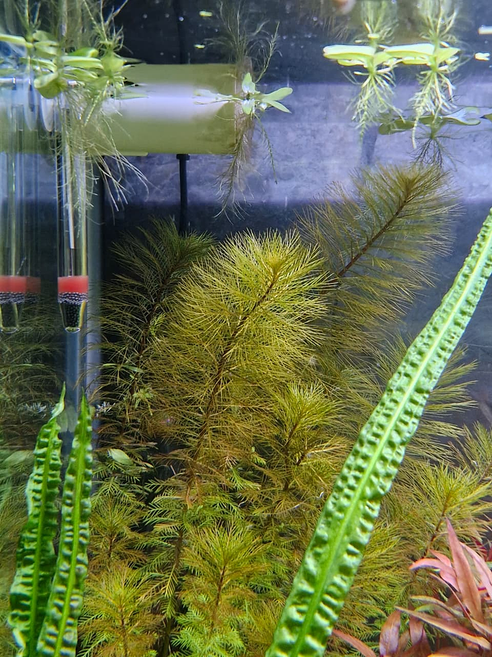 Myriophyllum roraima 2