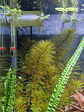 Myriophyllum roraima - Miniatura 2