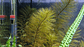 Myriophyllum roraima - Miniatura 2