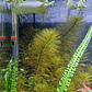 Myriophyllum roraima - Miniatura 2