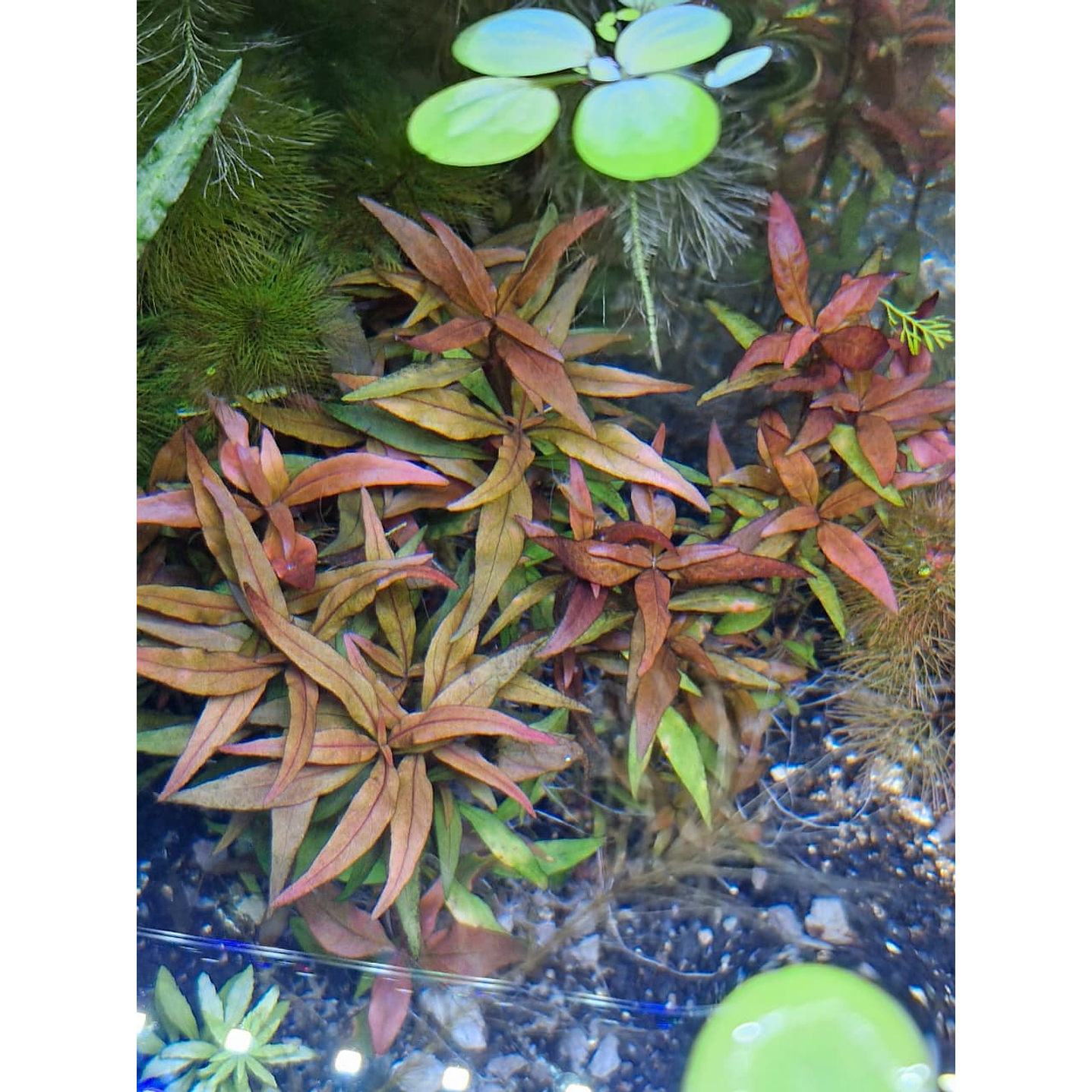 Alternanthera reineckii ‘Rosanervig’ 1