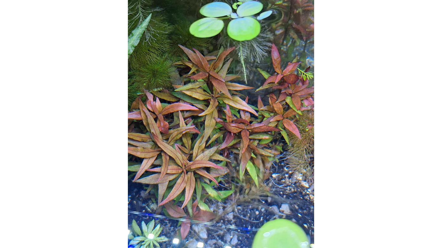 Alternanthera reineckii ‘Rosanervig’ 1