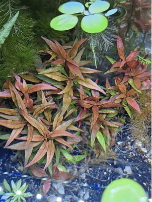 Alternanthera reineckii ‘Rosanervig’