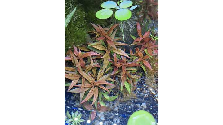 Alternanthera reineckii ‘Rosanervig’ 1