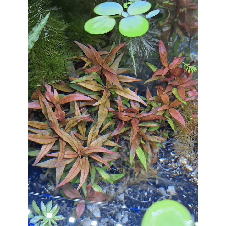 Alternanthera reineckii ‘Rosanervig’ 1