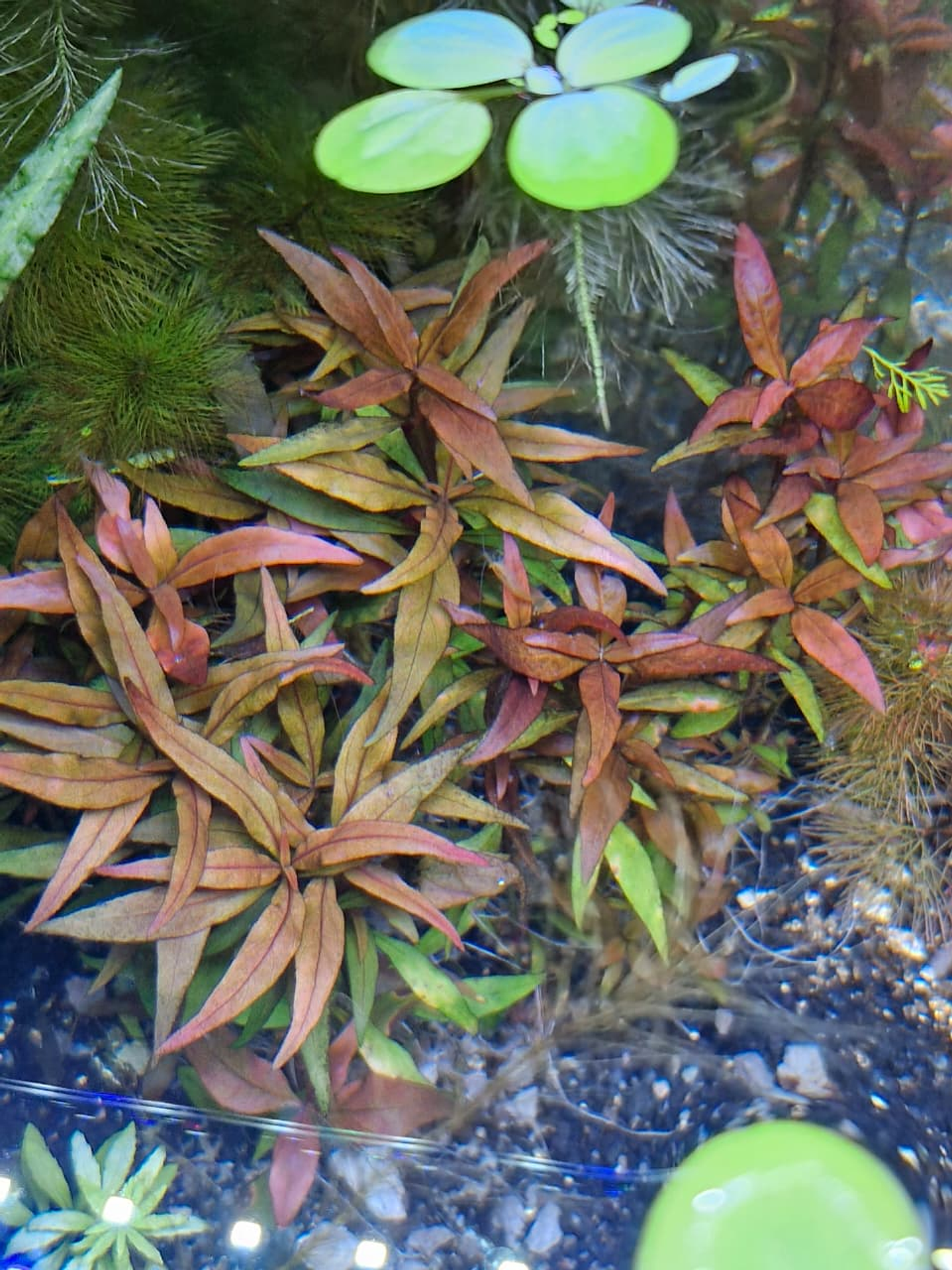 Alternanthera reineckii ‘Rosanervig’ 1