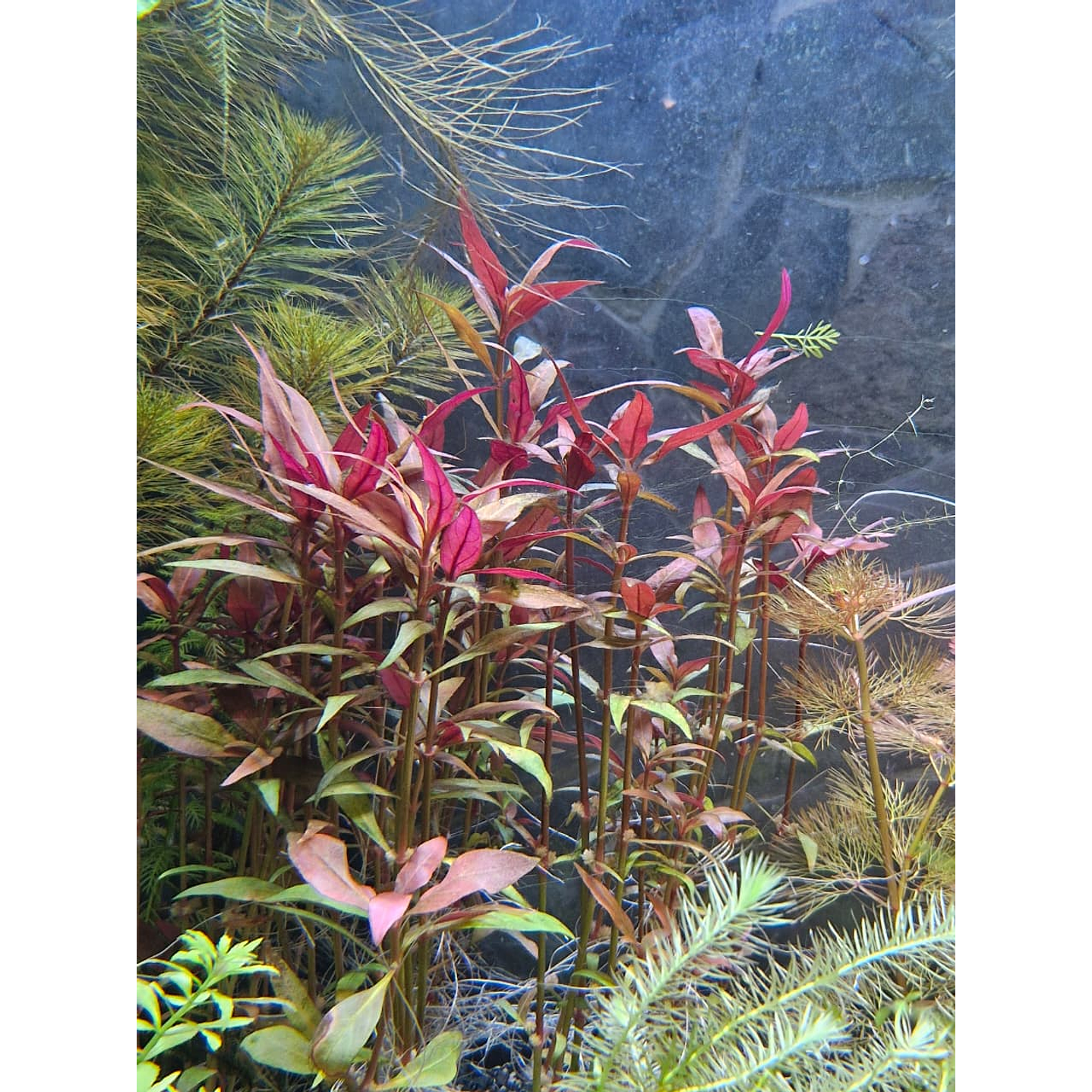 Alternanthera reineckii ‘Rosanervig’ 2