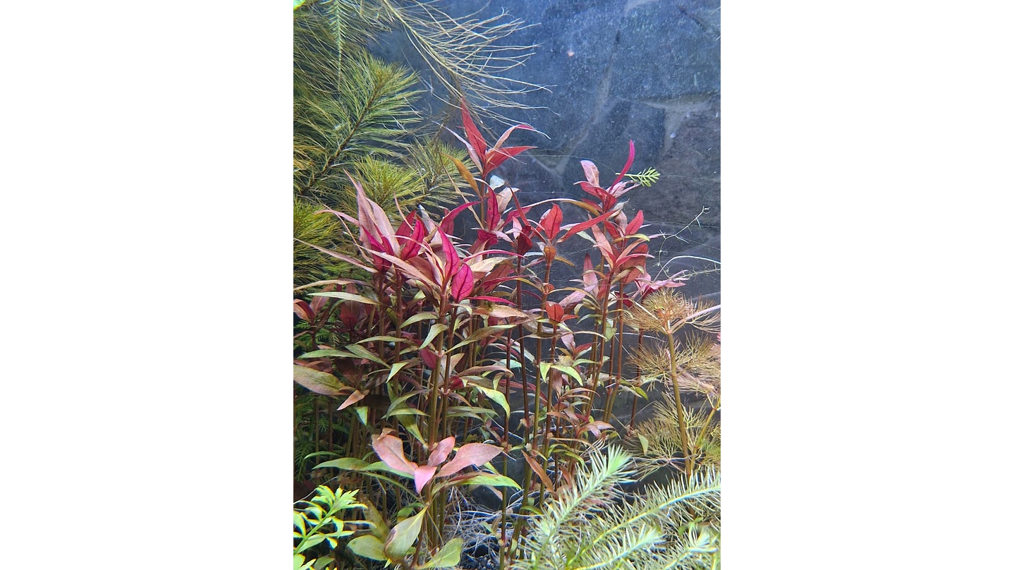 Alternanthera reineckii ‘Rosanervig’ 2