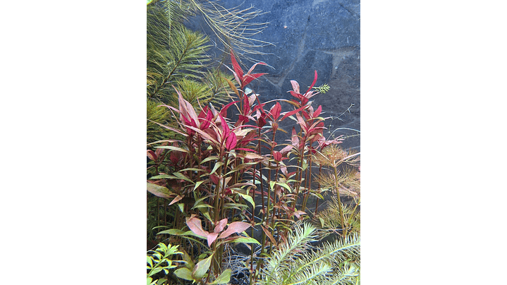 Alternanthera reineckii ‘Rosanervig’ 2