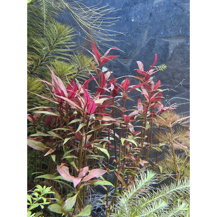 Alternanthera reineckii ‘Rosanervig’ 2