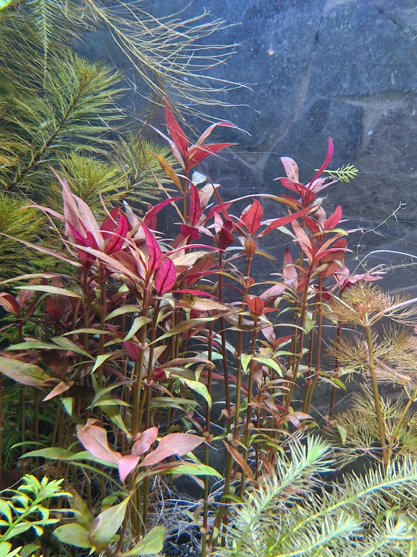 Alternanthera reineckii ‘Rosanervig’ 2