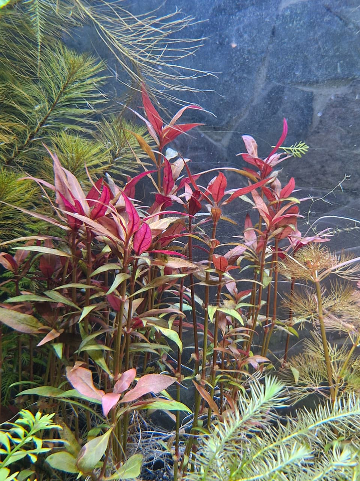 Alternanthera reineckii ‘Rosanervig’ 2