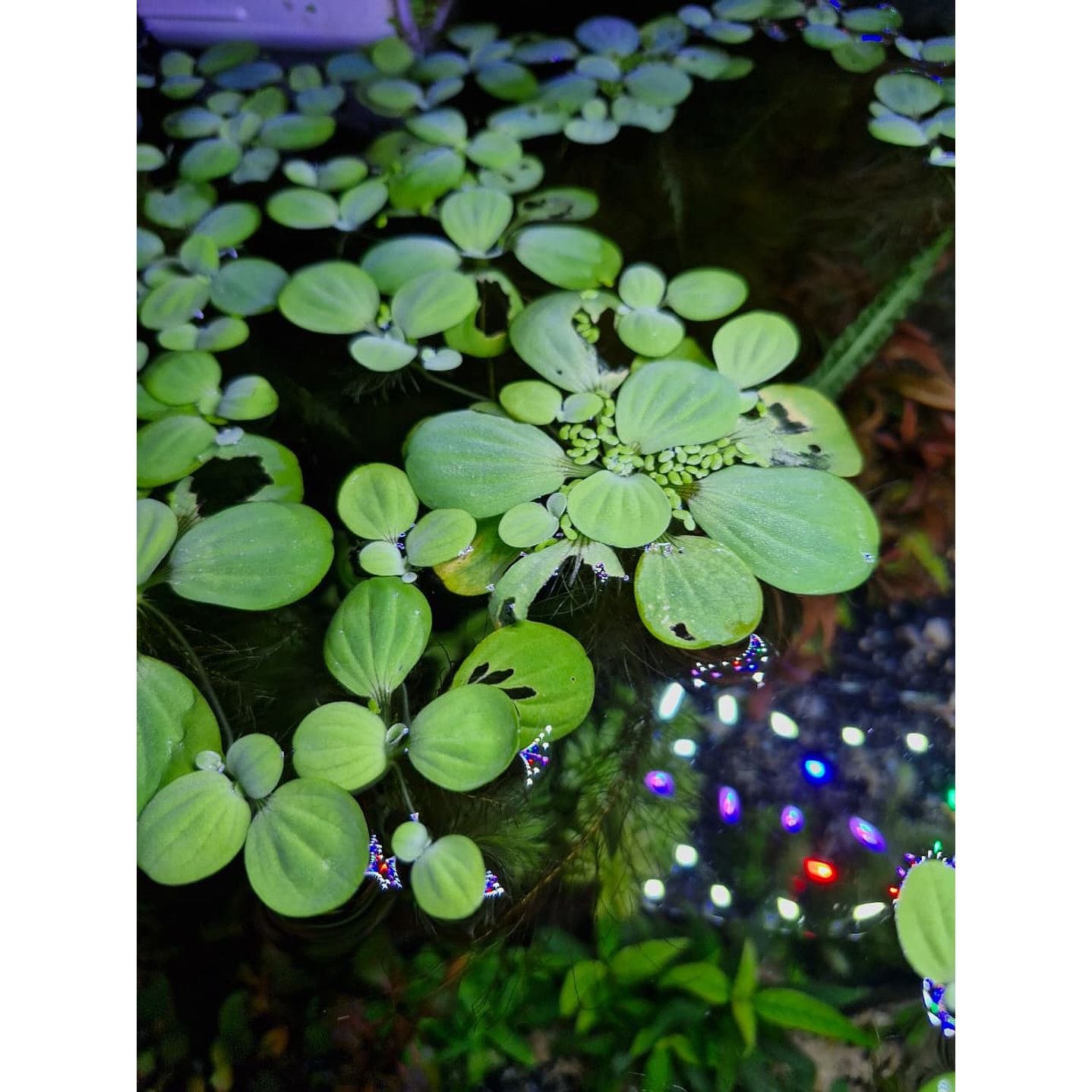 Pistia stratiotes 'lechuga de agua' 1