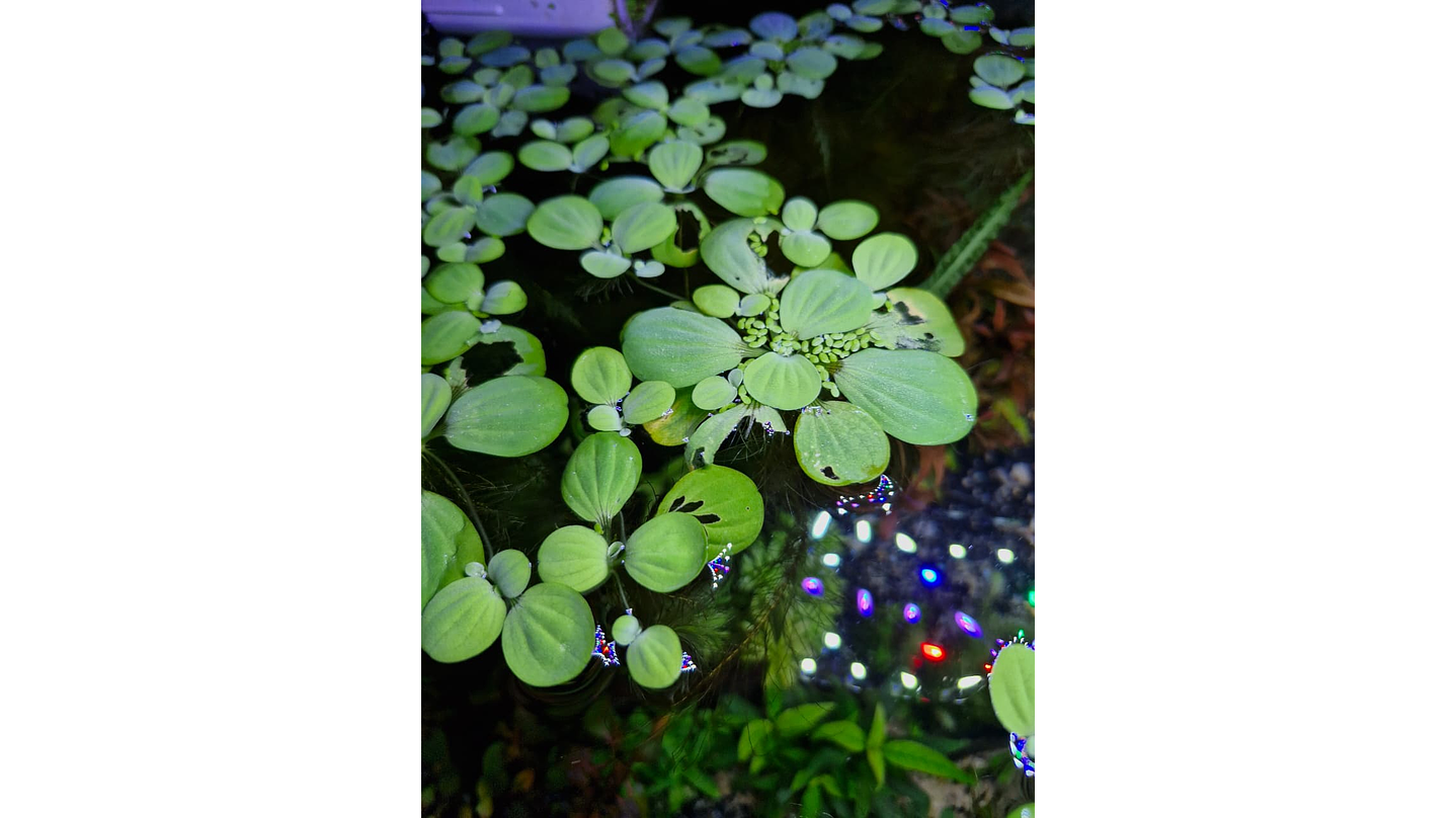 Pistia stratiotes 'lechuga de agua' 1