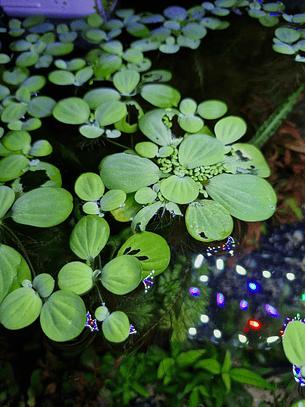 Pistia stratiotes 'lechuga de agua'