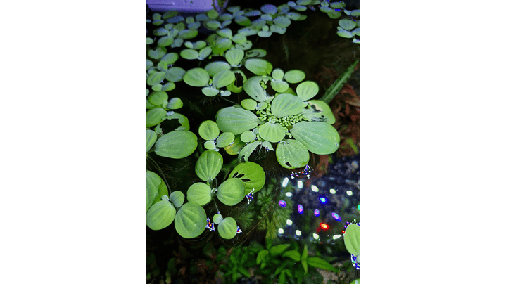 Pistia stratiotes 'lechuga de agua' 1