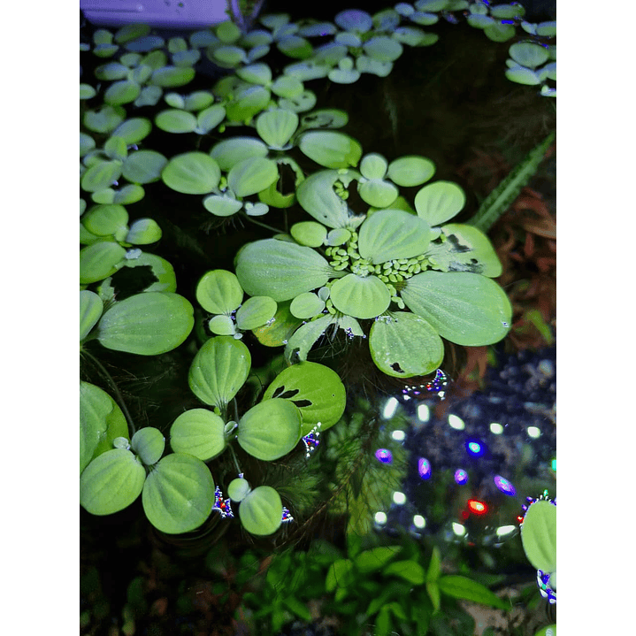 Pistia stratiotes 'lechuga de agua' 1