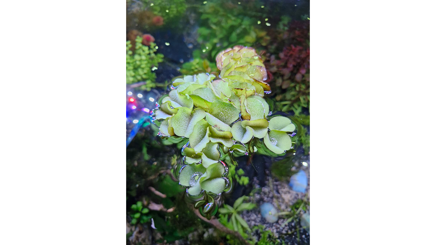 Salvinia natans 1