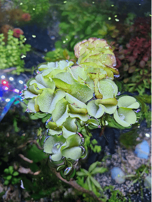 Salvinia natans