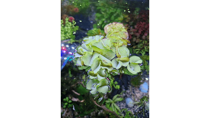 Salvinia natans 1