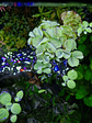 Salvinia natans - Miniatura 2