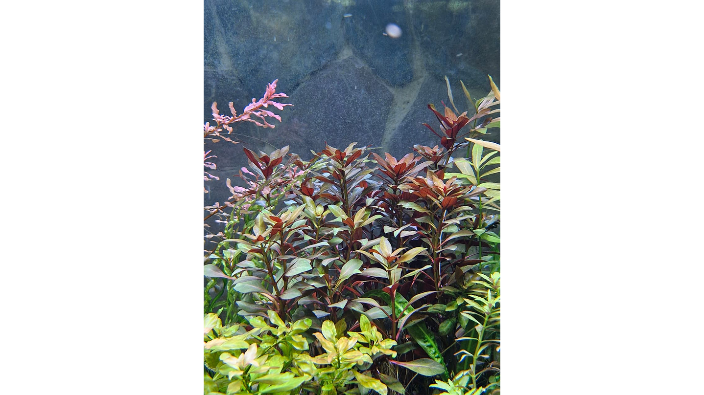 Ludwigia repens 2
