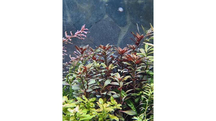 Ludwigia repens 2