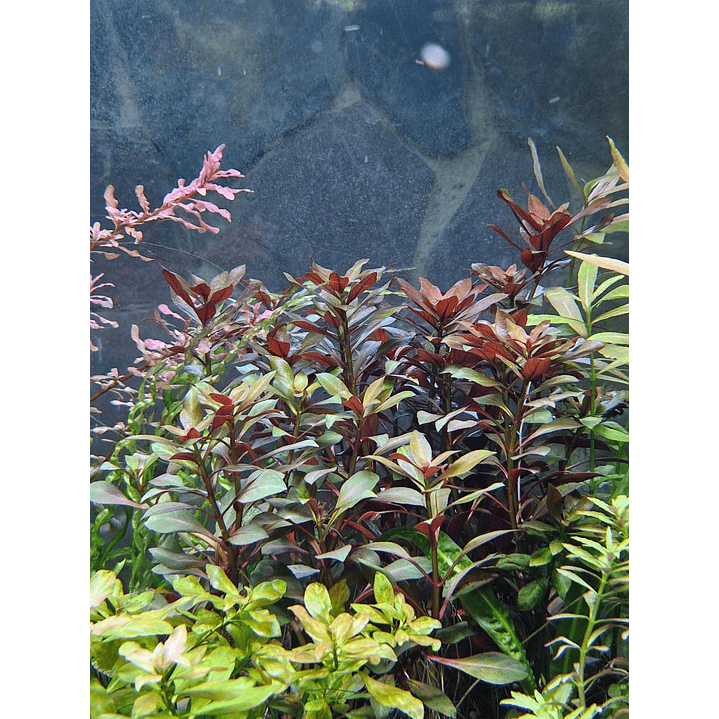 Ludwigia repens 2