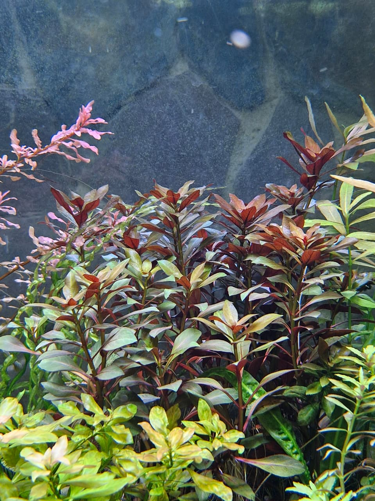 Ludwigia repens 2