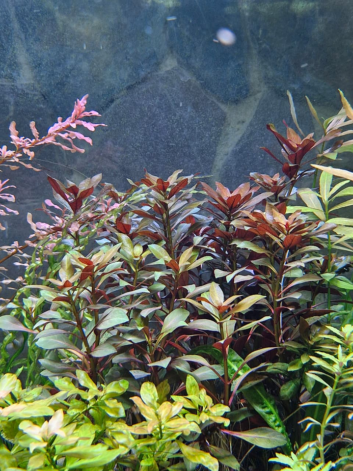 Ludwigia repens 2