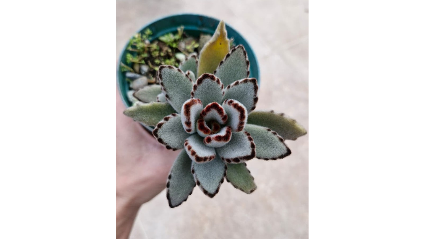 Kalanchoe tomentosa 'orejas de panda' 1