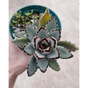 Kalanchoe tomentosa 'orejas de panda'