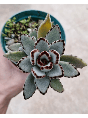 Kalanchoe tomentosa 'orejas de panda'