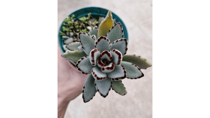 Kalanchoe tomentosa 'orejas de panda' 1