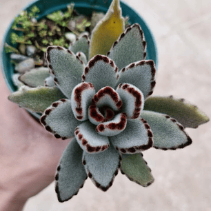 Kalanchoe tomentosa 'orejas de panda'