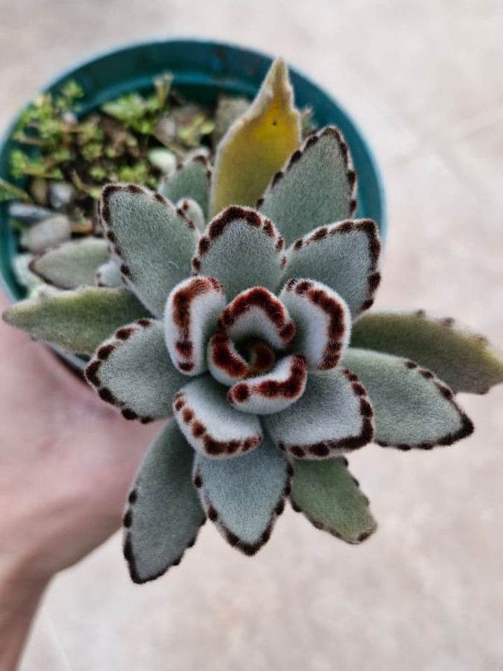 Kalanchoe tomentosa 'orejas de panda' 1